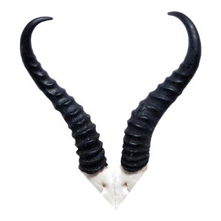 African Springbok Horn, V Skull For Sale