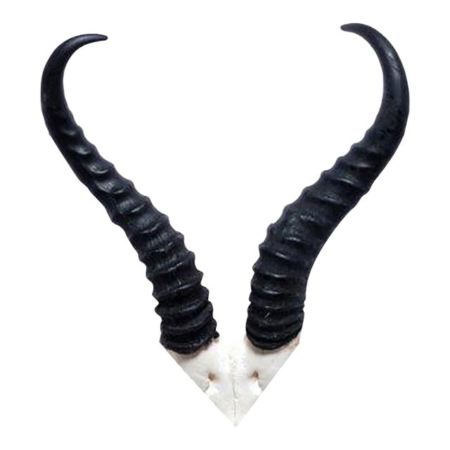 African Springbok Horn, V Skull For Sale