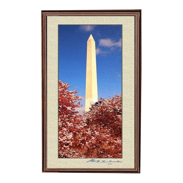The Washington Monument During Cherry Blossom For Sale