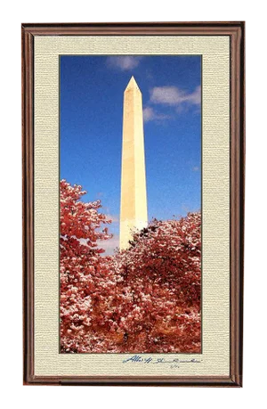 The Washington Monument During Cherry Blossom