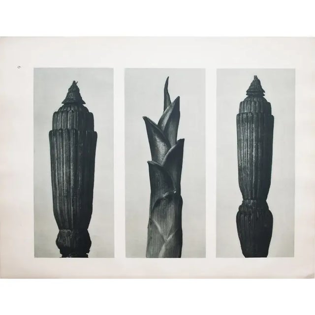 1935 Karl Blossfeldt Two-Sided Photogravure N 5-6 For Sale In Dallas - Image 6 of 13