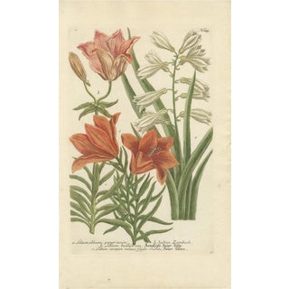 Johann Weinmann, Botanical Elegance, 1748, Print For Sale