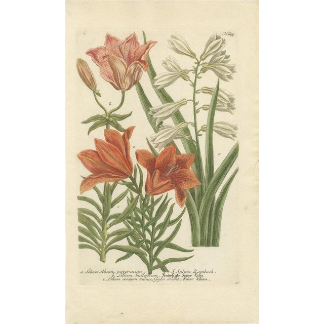 Johann Weinmann, Botanical Elegance, 1748, Print For Sale