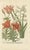 Johann Weinmann, Botanical Elegance, 1748, Print For Sale