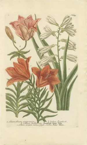 Johann Weinmann, Botanical Elegance, 1748, Print