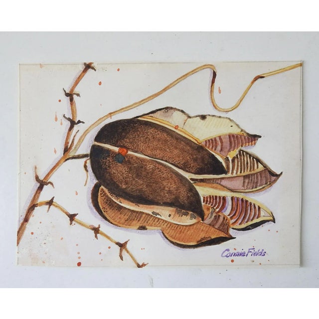 Vintage watercolor on paper painting of a seed pod. Signed Connie Fields lower right corner. Unframed.