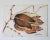 Vintage watercolor on paper painting of a seed pod. Signed Connie Fields lower right corner. Unframed.