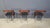 1970s Vintage Lotus Chairs by Hartmut Lohmeyer for Kusch & Co., 1970s, Set of 6 For Sale - Image 5 of 14