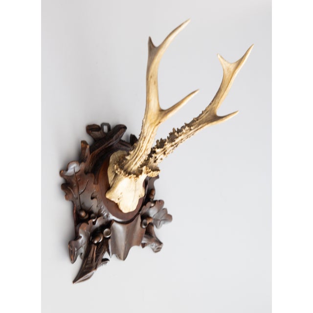 A fine antique roe deer antler horns hunting trophy on a carved black forest plaque, circa 1900. The plaque is hand carved...