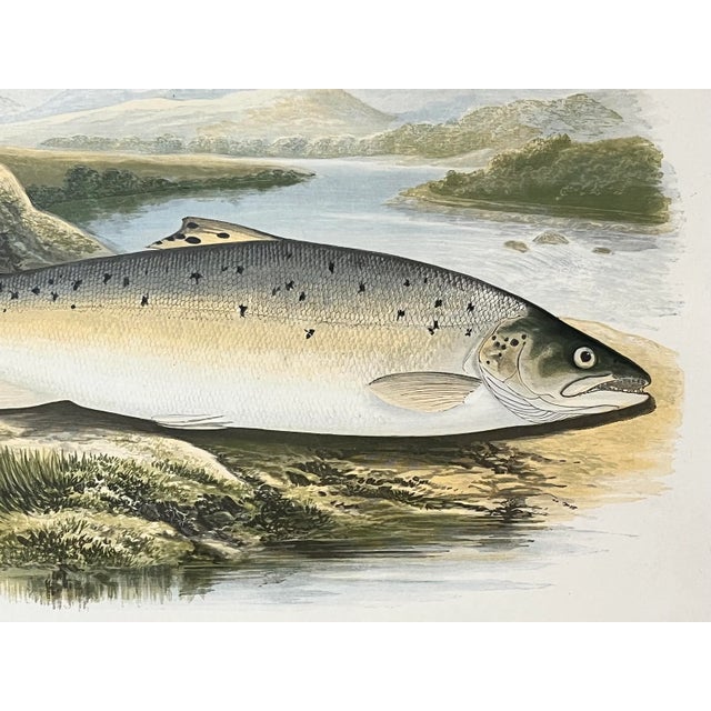 Antique Color Woodblock Print Salmon Trout Fish William Houghton C.1879 For Sale - Image 4 of 7
