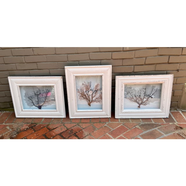 Framed Natural Sea Fan For Sale - Image 12 of 13