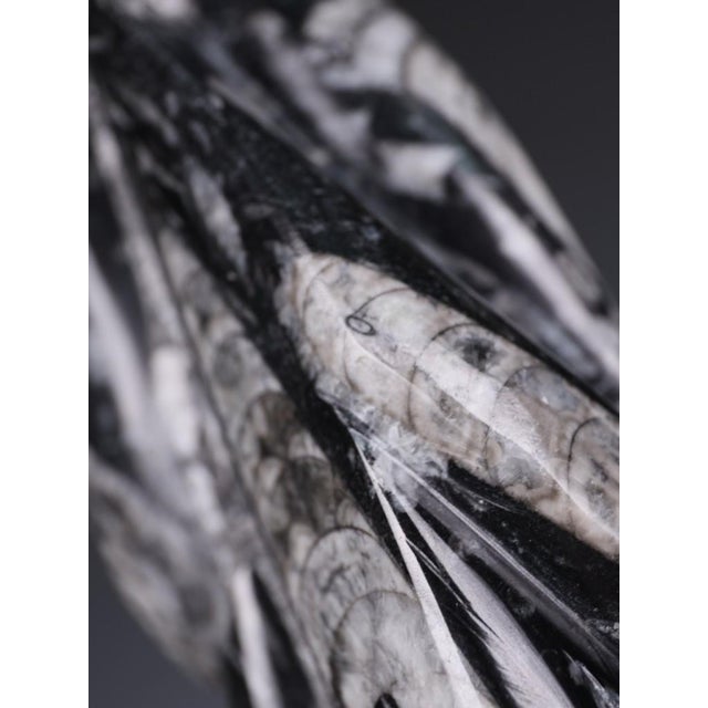 Hand-Carved Orthoceras Fossil Sculptures in Black Limestone, Morocco, Set of 2 For Sale - Image 10 of 15