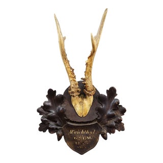 Antique Black Forest Red Deer Trophy on Carved Plaque, Austria 1919 For Sale