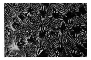 Michael Banks, Enlighten 2, Pigment Print, 2013