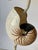 Contemporary Pair of Organic Costal Organic Modern Sea Shell Lamps, For Sale - Image 3 of 9
