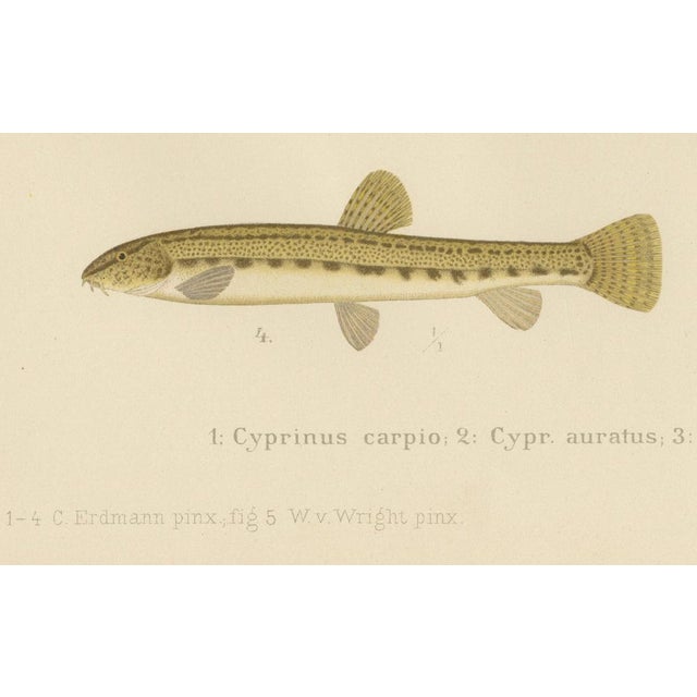 C. Erdmann and Wilhelm von Wright, Carp, Goldfish, and Loaches, 1895, Paper For Sale - Image 4 of 10