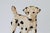 Mid 20th Century Pair of Vintage Cast Iron Dalmatian Dog Food & Water Bowl Holders For Sale - Image 5 of 13
