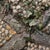 Stone Early 20th Century Cement Planter with Faux Wood Decoration and Pebbles, Rockery, France For Sale - Image 7 of 13