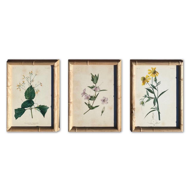 Late 19th Century Set of 9 Framed Botanical Chromolithographs — “Wild Flowers of America”, Volume Ii, L. Prang & Co., Boston (C. 1878) For Sale - Image 5 of 18