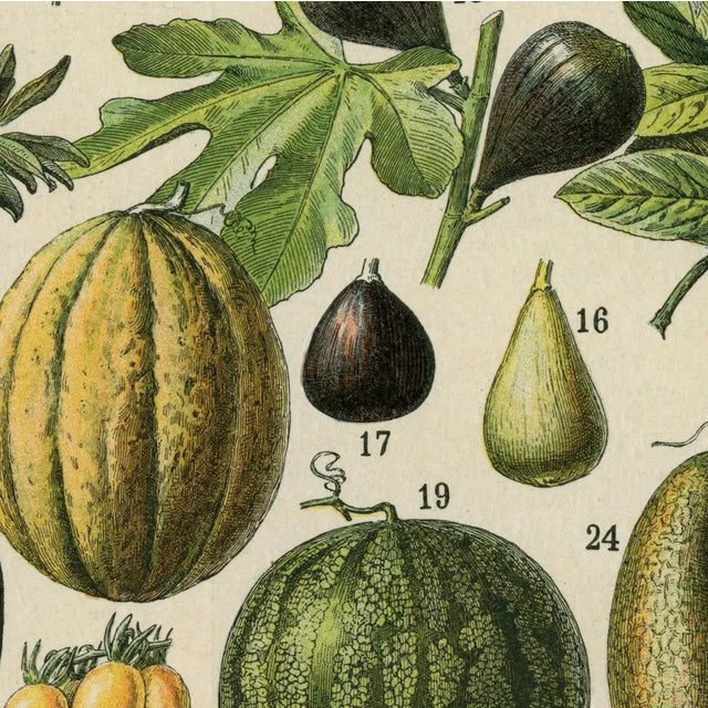 Antique 'Fruits' Archival Print For Sale - Image 4 of 4