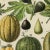 Antique 'Fruits' Archival Print For Sale - Image 4 of 4