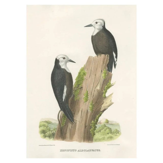 Elliot, Illustration of North American White-Headed Woodpecker Birds, 1869, Hand-Colored Print For Sale - Image 3 of 6