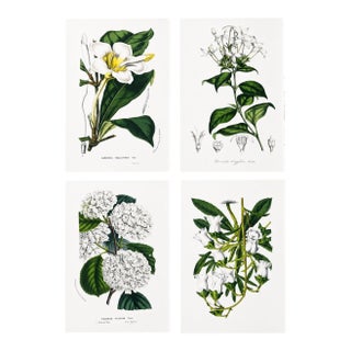 Antique Louis Van Houtte Botanical Lithographs, C. 1850 – Hand-Colored Plates, Coordinated Color Grouping (Group C) - Set of 4 For Sale