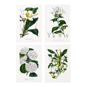 Antique Louis Van Houtte Botanical Lithographs, C. 1850 – Hand-Colored Plates, Coordinated Color Grouping (Group C) - Set of 4