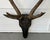 Antique 19th Century Folk Art Carved Wood Black Forest Baroque Deer Head & Antlers Wall Trophy For Sale - Image 9 of 12