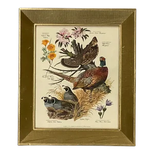 Vintage Americana Arthur Singer Lithograph, Flora & Fauna of Three States