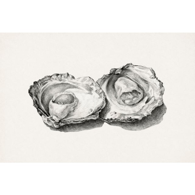 Two Opened Oysters, Vintage Natural History Shell Study, 30" X 20" For Sale