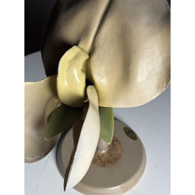 German Botanical Flower Model, 1900 For Sale - Image 9 of 18