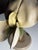 German Botanical Flower Model, 1900 For Sale - Image 9 of 18
