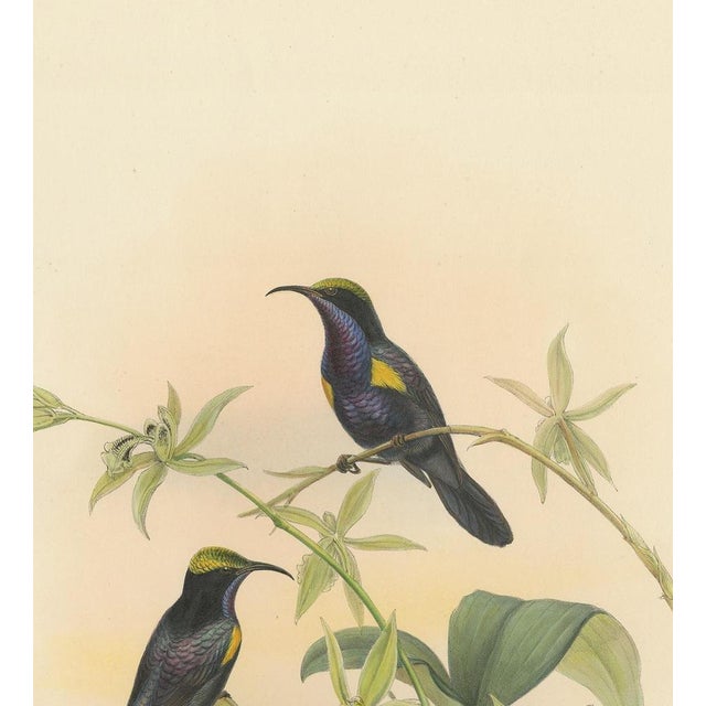 Gould, Bird Illustration of the Copper-Throated Sunbird, 1850, Print For Sale - Image 3 of 5