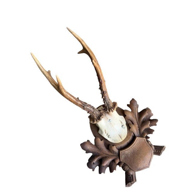 Roe deer trophy on carved wood plaque