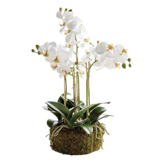 Phalaenopsis Orchid Bowl Drop-In 20" For Sale