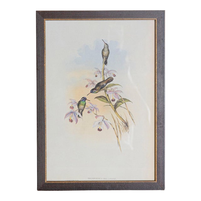 19th Century Bird Print - One of 24, Framed For Sale