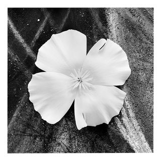 Ugne Pouwell, White Poppy, 2024, Photography For Sale