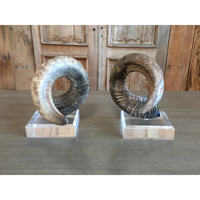 Late 20th Century Late 20th Century Faux Ram Horns - a Pair For Sale - Image 5 of 8