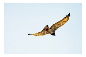Sam Thomas, Eagle, 2005, Pigment Print