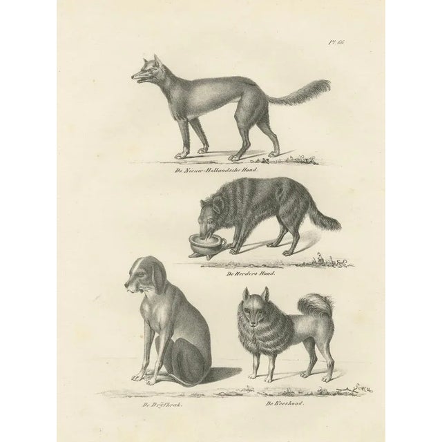 Wild and Domestic Dogs, 1836, Lithograph For Sale - Image 6 of 11