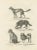Wild and Domestic Dogs, 1836, Lithograph For Sale - Image 6 of 11