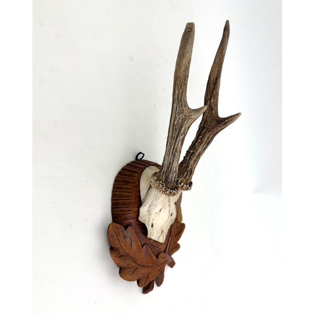 Vintage German Roe Deer Antlers For Sale - Image 4 of 5
