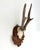Vintage German Roe Deer Antlers For Sale - Image 4 of 5