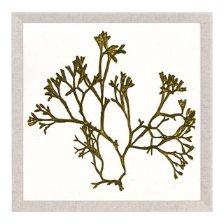 Bradbury Seaweeds 11, Framed Artwork For Sale