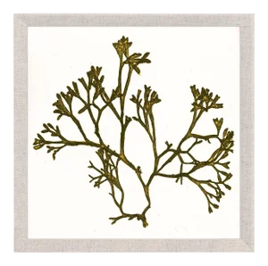 Bradbury Seaweeds 11, Framed Artwork