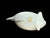 White Vintage Ashtray Fish Tobacciana Otagiri Blowfish For Sale - Image 8 of 9