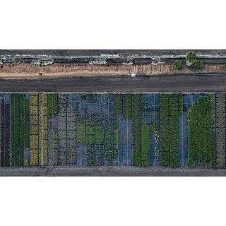 Bernhard Lang, AV_California_Plants_007, Photograph For Sale