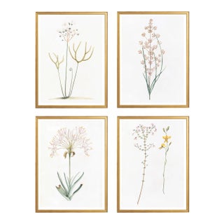 Celerie Kemble Curated Australian Botanical Set of 4 (36x48) in Gold Frame For Sale