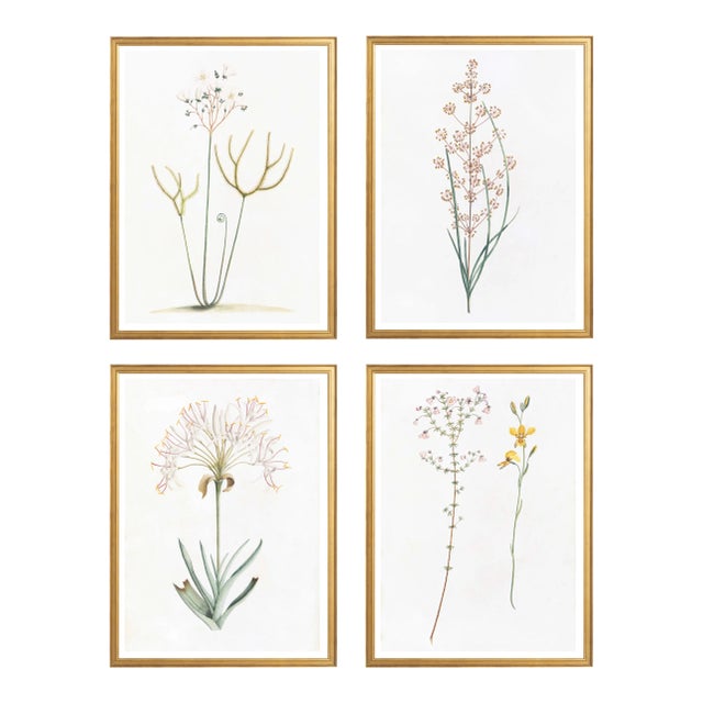 Celerie Kemble Curated Australian Botanical Set of 4 (36x48) in Gold Frame For Sale